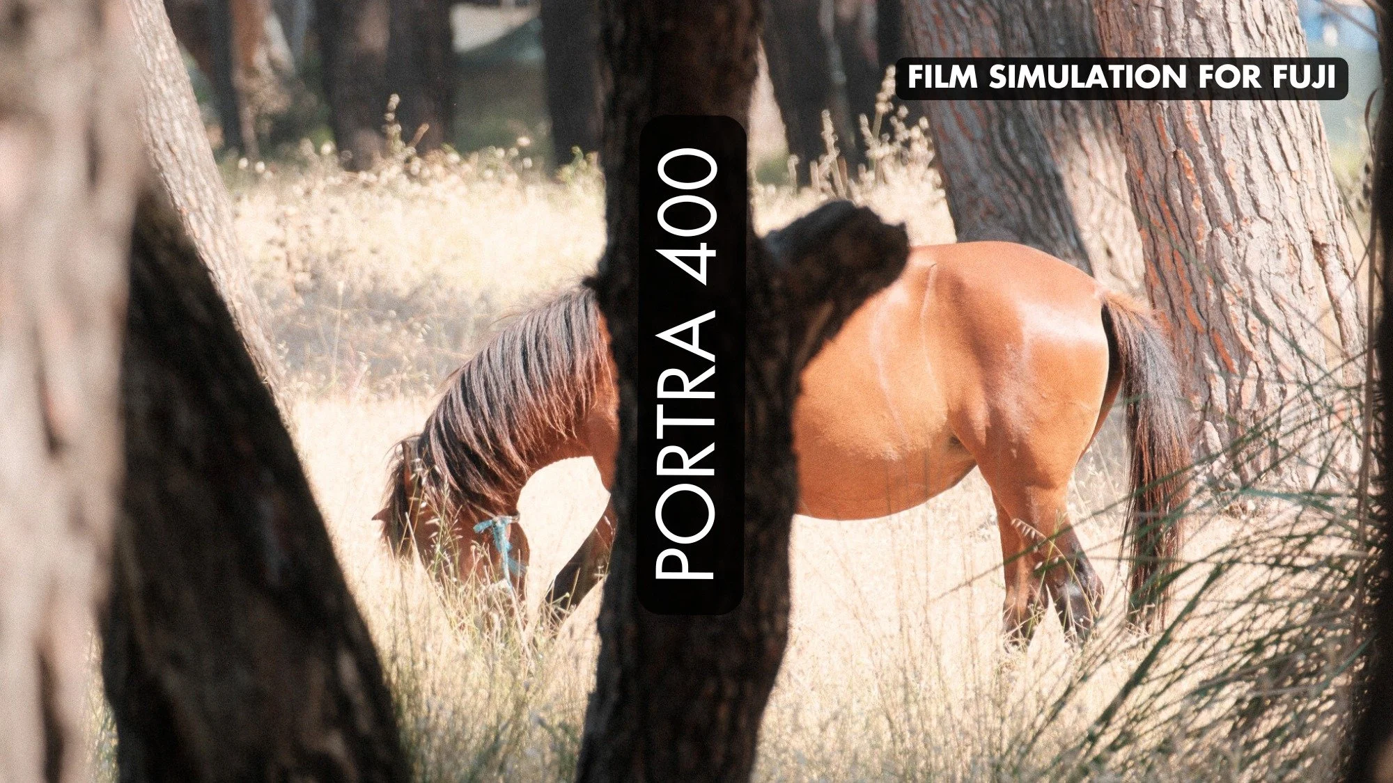 Portra 400 - Film Simulation for Fujifilm Cameras (X-H2) — Luke